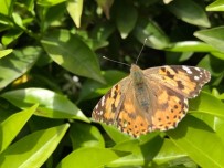 AVSALLAR - Portakal Bahçeleri Binlerce Kelebekle Doldu