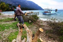 CANER YıLDıZ - Ağaç Katliamında 2 Kişi Sorgulanıyor