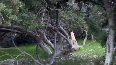 Akbük Koyu'nda Ağaçların Kesilmesi