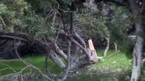 CANER YıLDıZ - Akbük Koyu'nda Ağaçların Kesilmesi