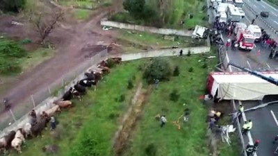 GÜNCELLEME - Kocaeli'de Büyükbaş Hayvan Yüklü Tır Devrildi