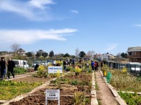 BEYLIKDÜZÜ BELEDIYESI - Hobi Bahçeleri Ekime Hazırlandı