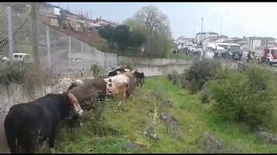 Kocaeli'de Büyükbaş Hayvan Yüklü Tır Devrildi