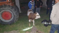 Kuyuya Düşen Buzağıyı İtfaiye Kurtardı