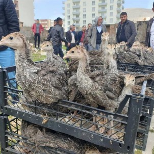 Mardin'de Çiftçilere 12 Bin 500 Adet Hindi Palazı Dağıtıldı