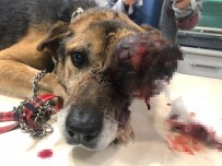 GEYIKÇELI - Yaralı Köpek, Tedavi İçin 900 Kilometre Yol Gitti