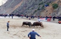 Boğa Güreşlerinde Heyecandan Kalbi Durdu Haberi