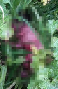 Hatay'da Yeni Doğmuş Bebek Cesedi Bulundu