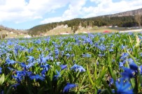 Mor Yayla'nın Mavi Yıldız Çiçekleri Kendini Göstermeye Başladı