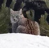 VAŞAK - Sarıkamış'ta Vaşak Görüntülendi