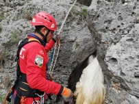 ÜÇTEPE - Yamaçta Mahsur Kalan Keçiler 5 Saat Süren Operasyonla Kurtarıldı