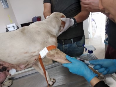 Yaralı Köpekler İçin Seferber Oldular