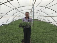 SİVRİ BİBER - Bu Köyde Herkes Geçimini Fide Yetiştiriciliğinden Sağlıyor