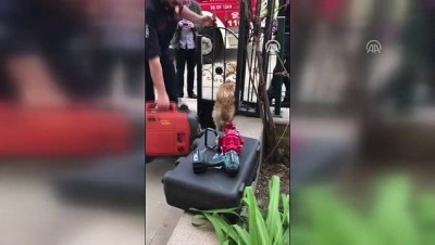 Demir Kapıya Sıkışan Köpek Kurtarıldı