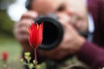 CELAL BAYAR ÜNIVERSITESI - Manisa Lalesini Koparana 60 Bin TL Ceza