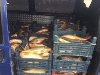 AYNALı SAZAN - Yasa Dışı Balık Sevkiyatına Bin 635 TL Ceza