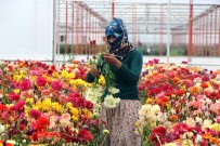 ANNELER GÜNÜ - Antalya'da Anneler Günü Çiçeklerinin Tanesi 35-40 Kuruş