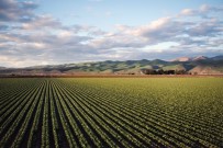 FILDIŞI SAHILLERI - Tarım İlacı Kullanımı Yüzde 29 Arttı, Karekod Sistemiyle Bakanlık Tarafından Kontrol Altına Alınacak