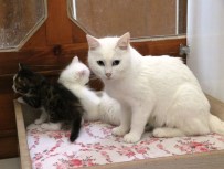 VAN KEDİSİ - Van Kedilerinde Yok Olma Tehlikesi Devam Ediyor