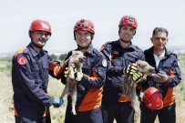 YABAN DOMUZU - Çukura Düşen Yaban Domuzu Yavruları İtfaiye Ekiplerince Kurtarıldı