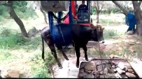 KAZIM KARABEKİR - Fosseptik Çukuruna Düşen İnek İçin Seferber Oldular