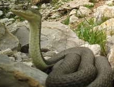 Güneydoğu'da dev yılan görüntülendi