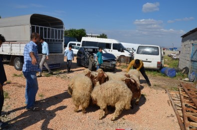 Şanlıurfa'dan Kaçak Yollarla Getirilen 50 Koyun Ele Geçirildi