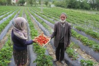 ÇİLEK HASADI - Sason'da Yılın İlk Çilek Hasadı Başladı