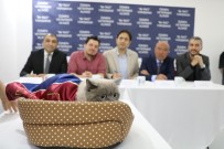 GÜZELLIK YARıŞMASı - Kediler Sahnede Boy Gösterdi