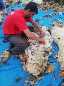 Mardin'de Koyun Kırkma Sezonu Başladı