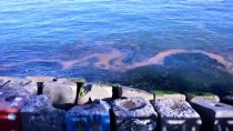ONSEKIZ MART ÜNIVERSITESI - Marmara Denizi'nde Plankton Çoğalması