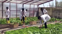 ORGANİK YUMURTA - Okulda Çiftçiliği Öğrenip Yöre Halkına Destek Oluyorlar