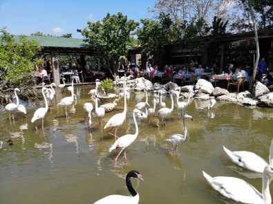 (Özel) 'Flamingolu Köy' Anneler Günü'nde Ziyaretçi Akınına Uğradı