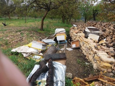 (Özel) Uludağ'da Ayılar  Bu Köye Dadandı...Her Gün Köye Gelip Kovanları Parçalıyor