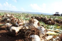 KÖTÜ HABER - Tüketiciye Sarımsak Şoku