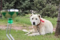 TARIM BAKANLIĞI - Üstün Irk 'Akbaşlara' Amerikan Kancası