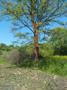 Ağaca Yıldırım Düştü