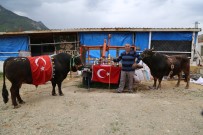 SAVAŞÇı - Artvin'de Milyonluk Boğa Üretim Çiftliği