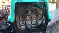EDIRNEKAPı - Edirnekapı Şehitliği'nde 'Evcil Kedi' Seferberliği