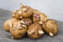 MEDICAL PARK - Filizlenen Patates Öldürebilir