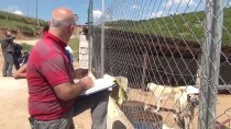 SOKAK KÖPEKLERİ - Belediye Ve Gönüllülerden Sokak Köpeklerine Barınak