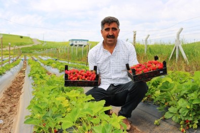 Diyarbakır'da Organik Çilek Hasadına Başlandı