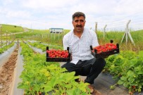 Diyarbakır'da Organik Çilek Hasadına Başlandı Haberi