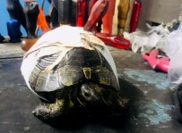 ALAÇATı - Kaplumbağayı Kaportacıda Hayata Döndürdüler