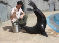 ALI AYDıN - (Özel) Fok İle Bakıcısının Dostluğu