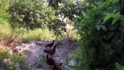 Şanlıurfa'daki Heyelan