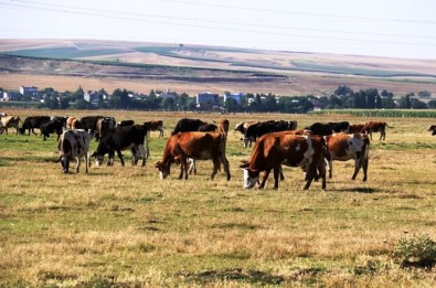 'Türkiye'nin Gerçek Sahibi Ve Efendisi, Gerçek Üretici Olan Köylüdür'