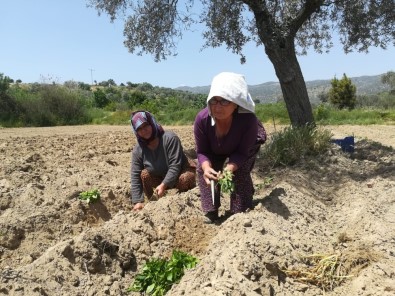 Artan Sebze Ve Meyve Fiyatları Tüketiciyi Dikime Yöneltti
