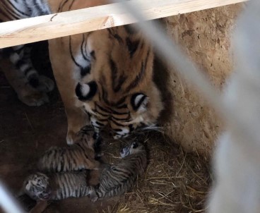 Aslanpark'taki Bengal Kaplanı Üç Yavru Dünyaya Getirdi