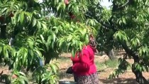 DAVUTLAR - Aydın'da Şeftali Hasadı Başladı